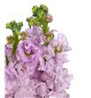 Matthiola iron cherry blossom 50 - MATCHEBLO1
