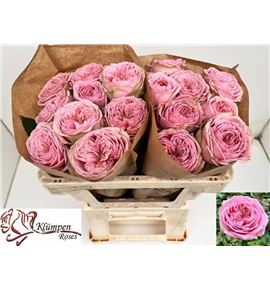Rosa hol just be 50 - RGRJUSBE