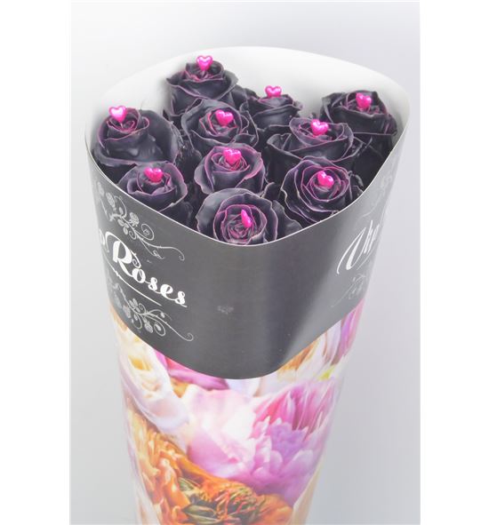 Rosa hol choco black 70 - RGRCHOBLA