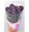 Rosa hol choco black 70 - RGRCHOBLA