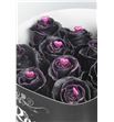 Rosa hol choco black 70 - RGRCHOBLA1