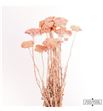 Achilea seca frosted light pink - ACHSECFROLIGPIN