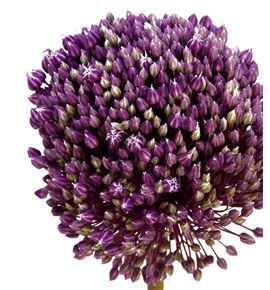 Allium grootbloemig 80cm - ALLGRO