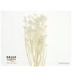 Dried flor de arroz preservado blanco - DRIFLOARRPREBLA