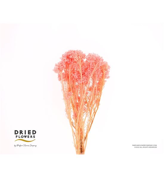 Dried flor de arroz preservado rosa - DRIFLOARRPREROS