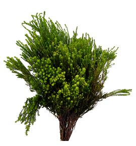 Kaaps agathosma 40 - KAAAGA