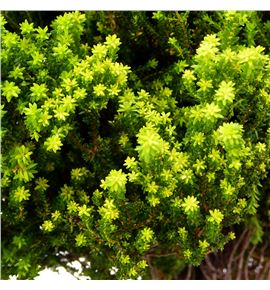 Kaaps agathosma 40 - KAAAGA