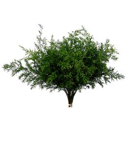 Esparraguera densi cwebe 45 - ESPDENCWE