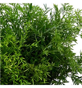 Esparraguera densi cwebe 45 - ESPDENCWE