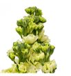 Matthiola stox yellow 65 - MATSTOYEL1