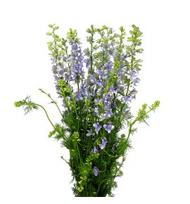 Delphinium malva - DELMAL