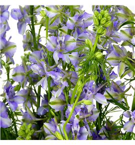 Delphinium malva - DELMAL