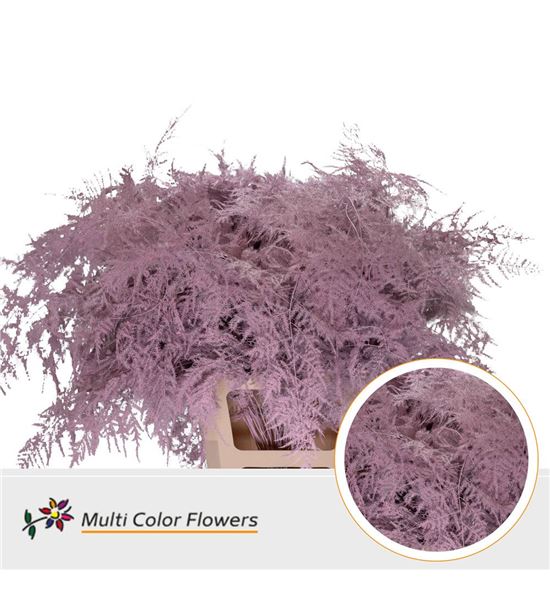 Esparraguera plumosa rosa claro 65 - ESPPLUROSCLA