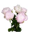 Paeonia miss america x5 60 - PAEMISAME