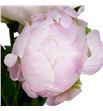 Paeonia miss america x5 60 - PAEMISAME1
