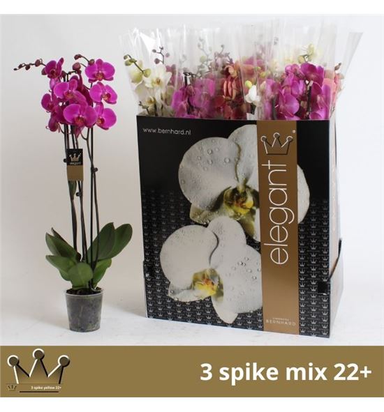 Pl. phalaenopsis mixta 7kl 3t 75cm x12 - PHAMIX71212753