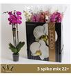 Pl. phalaenopsis mixta 7kl 3t 75cm x12 - PHAMIX71212753