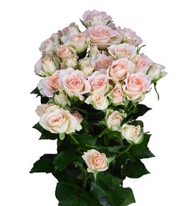 Rs ramificada sweet sarah 60 - RTRSWESAR