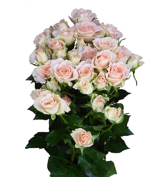 Rs ramificada sweet sarah 60 - RTRSWESAR