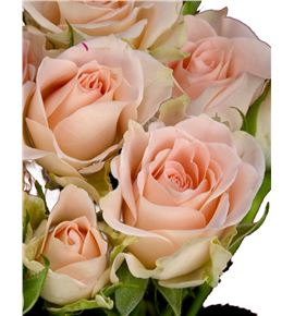 Rs ramificada sweet sarah 60 - RTRSWESAR