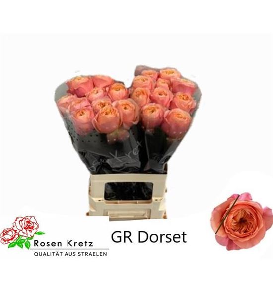 Rosa hol dorset 50 - RGRDOR