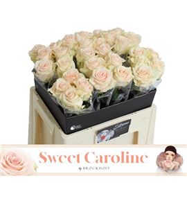 Rosa hol sweet caroline 55 - RGRSWECAR