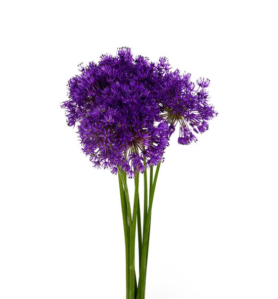 Allium purple sensation 85 - ALLPURSEN