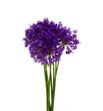 Allium purple sensation 85 - ALLPURSEN