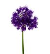 Allium purple sensation 85 - ALLPURSEN1