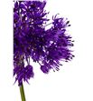 Allium purple sensation 85 - ALLPURSEN2