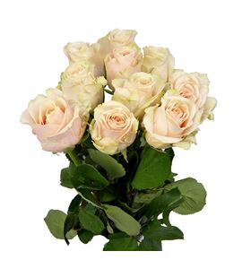 Rosa hol roxanne 50 - RGRROX