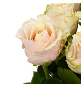Rosa hol roxanne 50 - RGRROX