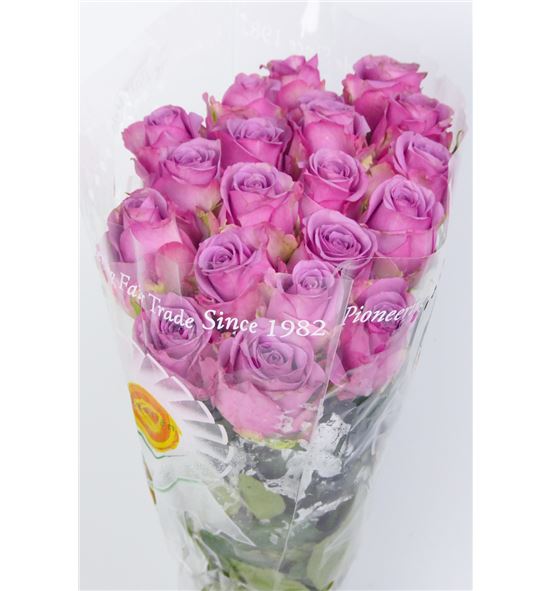 Rosa hol. cool water 55 - RGRCOOWAT