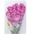 Rosa hol. cool water 55 - RGRCOOWAT