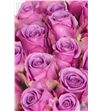 Rosa hol. cool water 55 - RGRCOOWAT1