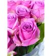 Rosa hol. cool water 55 - RGRCOOWAT2
