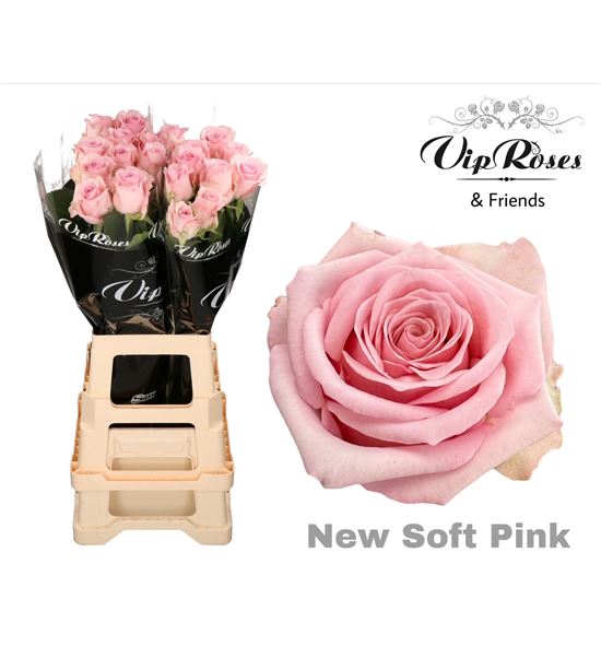 Rosa hol soft pink schreurs 70 - RGRSOFPINSCH
