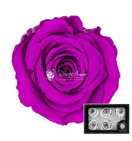 Rosa preservada purple 02 l 6 unid - ROSPREPUR602L