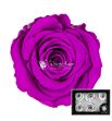 Rosa preservada purple 02 l 6 unid - ROSPREPUR602L