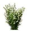 Aster chelsea 80 - ASTCHE