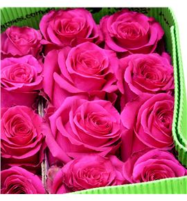 Rosa ecu full monty 60 - REFULMON