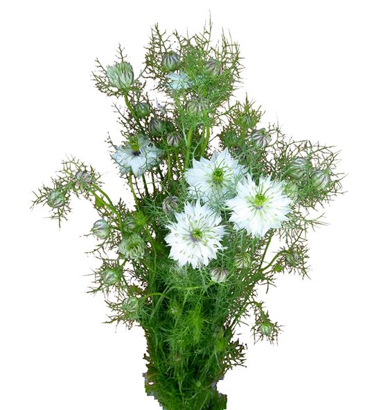 Nigella blanca 80 - NIGBLA