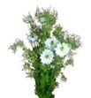 Nigella blanca 80 - NIGBLA