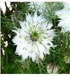 Nigella blanca 80 - NIGBLA2