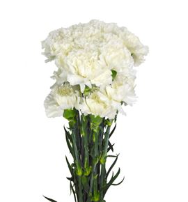 Clavel select blanco x25 - CLACOLBLA