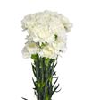 Clavel select blanco x25 - CLACOLBLA