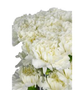 Clavel select blanco x25 - CLACOLBLA
