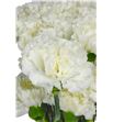 Clavel select blanco x25 - CLACOLBLA2