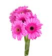Gerbera nashville - GERNAS