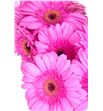 Gerbera nashville - GERNAS1